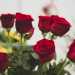 Ma i significati dei fiori sono tanti  conclude Gaetano : oltre alla classica rosa rossa che si scambia tra innamorati...